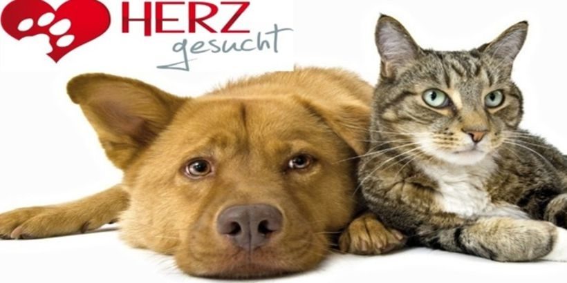 Logo Tierhilfe Südbrandenburg