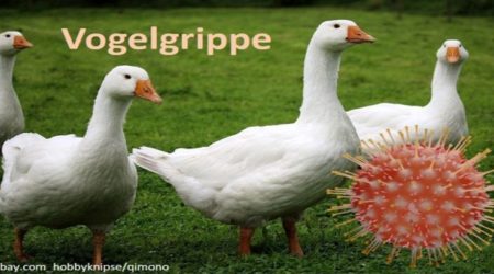 Vogelgrippe
