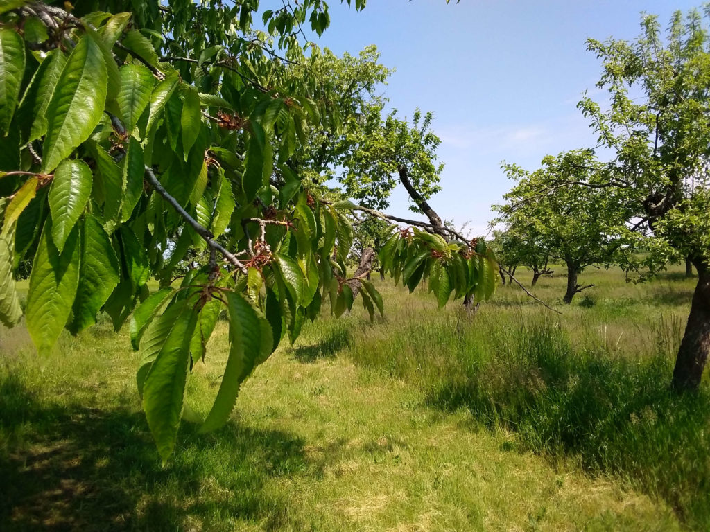 Frühsommer auf der Bürgerwiese