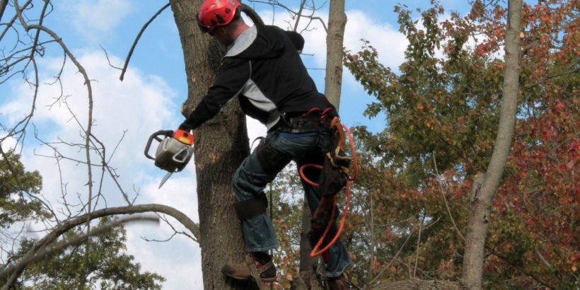 Baumpflege_www.pixabay.com_CJ